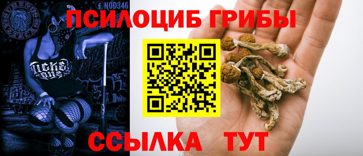 Карачаевск  Псилоцибиновые грибы Cubensis  Вход с VPN 
